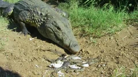 Sneaky croc camera captures incredible footage