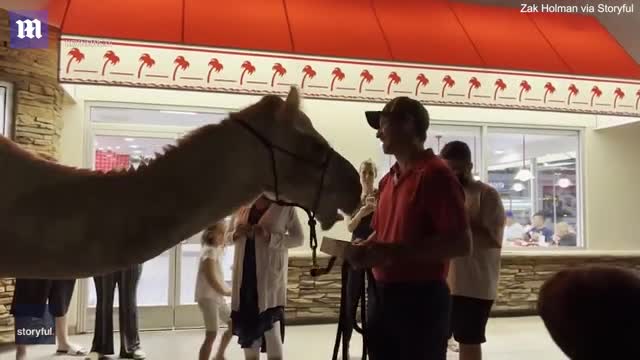 CAMEL joins the drive-thru line at a Las Vegas In-N-Out