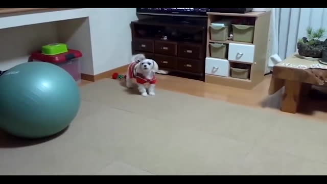 TOP 10 dog barking videos ♥ Dog barking sound - Funny dogs_ Part 10