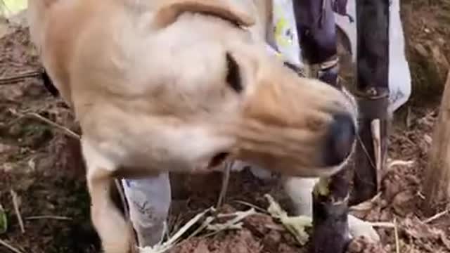 This dog like to eat sugarcane