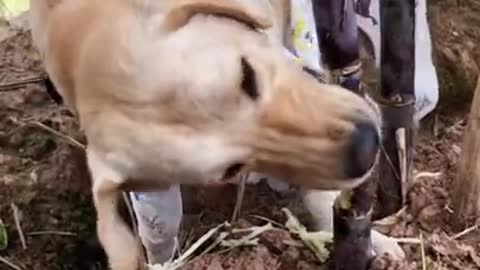 This dog like to eat sugarcane