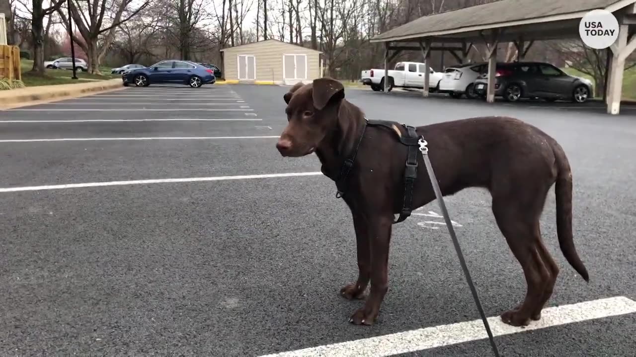 Dog shelters push for adoptions during Clear the Shelters month | USA TODAY