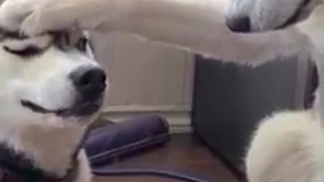 Funny 🐶🐕 dog moments