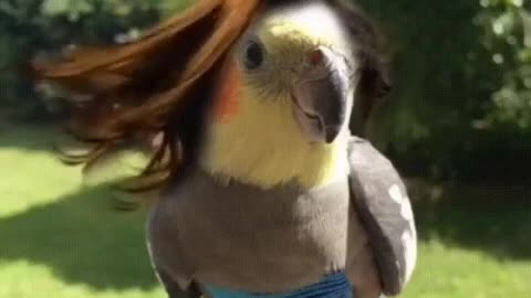 Birds Gif