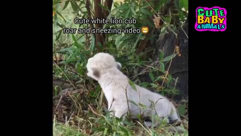 Cutest White Lion Cubs Roar and Can't Stop Playing