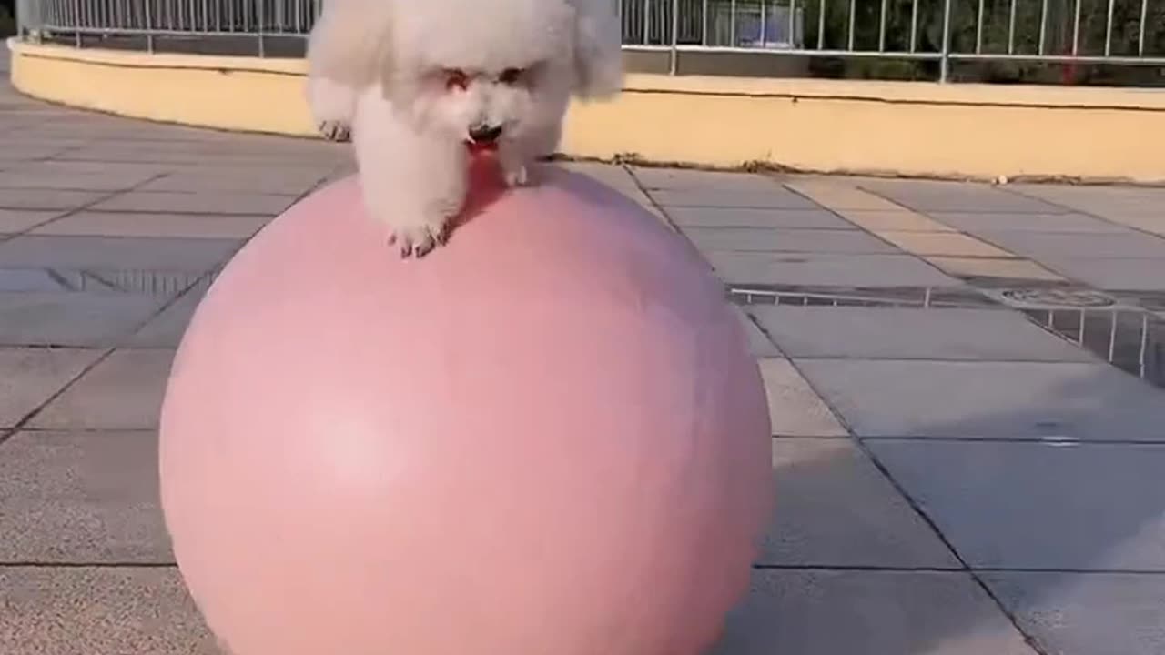 Cat play game