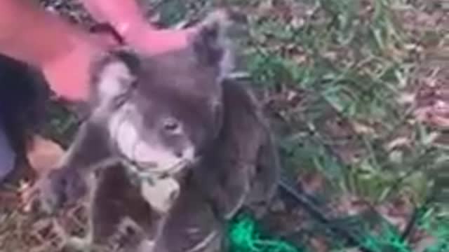 Stranded little koala hops on canoe to save himself 💗