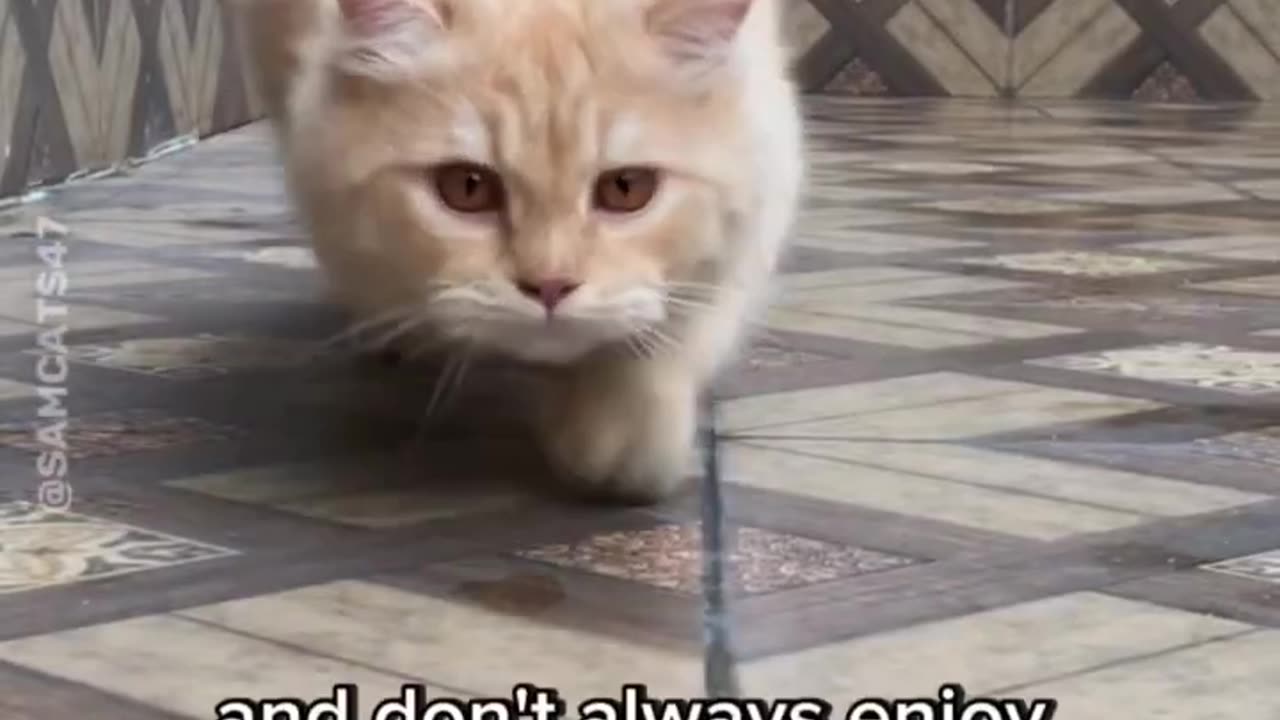 Things Cats Hate (2) 😳😱 #shortfeed #cat #cats #shortyoutube #shorts #short #ytshort #cat_features