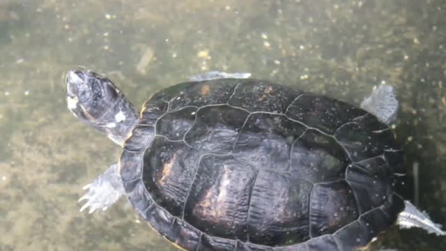 Video of turtles sweeming in river