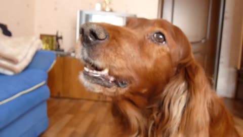 Irish Setter (HD video)