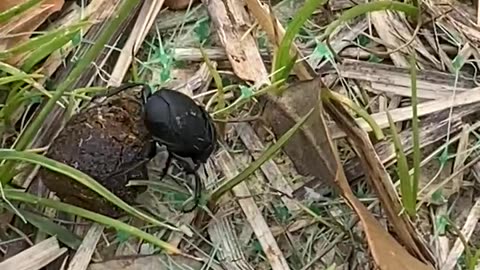 dung beetle