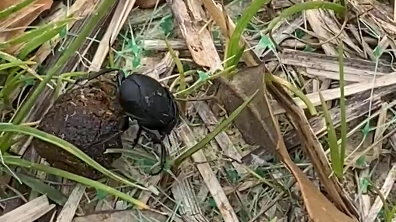 dung beetle