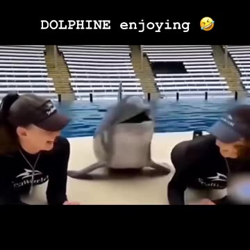 "Unforgettable Dolphin Kiss: A Magical Encounter with Nature's Love"