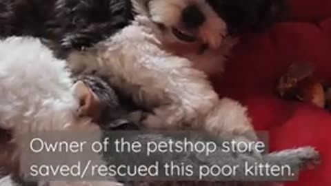 MAMA DOG NURSE RESCUED KITTEN | LOVE CATS | LOVE DOGS