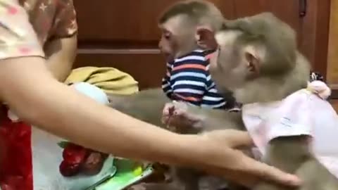 The monkey's family is preparing to eat