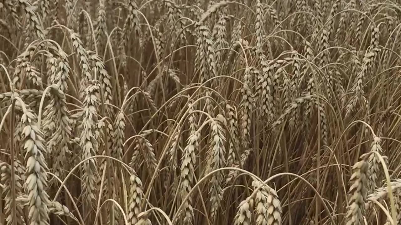 The combine goes through a field of winter wheat