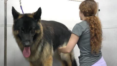 Giant King Shepherd amazing transformation _ Huge furricane