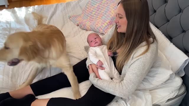 Golden Retriever Meets Newborn Baby For The First Time! (Cutest Ever!!)