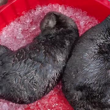 Swimmers of the sea otter