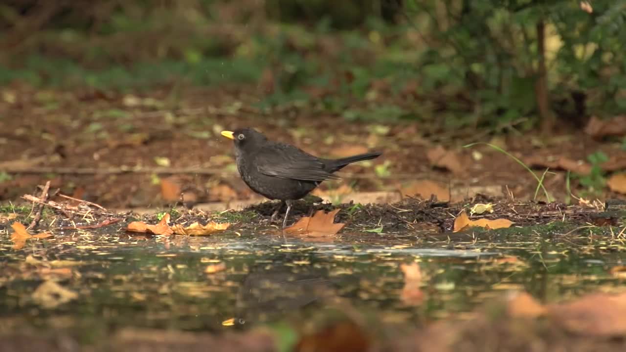 Vroege Vogels - Lok merel, zanglijster, koperwiek en kramsvogel