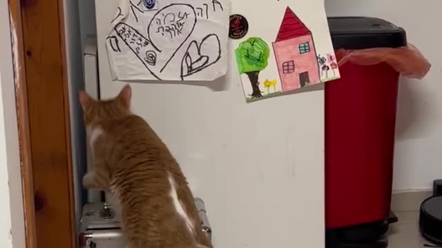 Cat On Box Trying To Get In Fridge