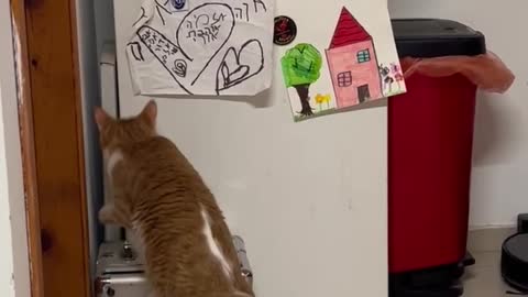 Cat On Box Trying To Get In Fridge