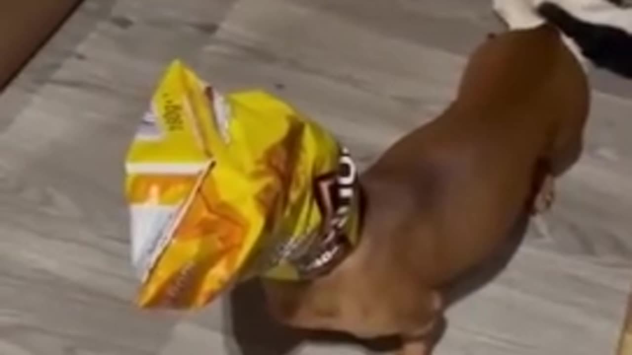 Funny video