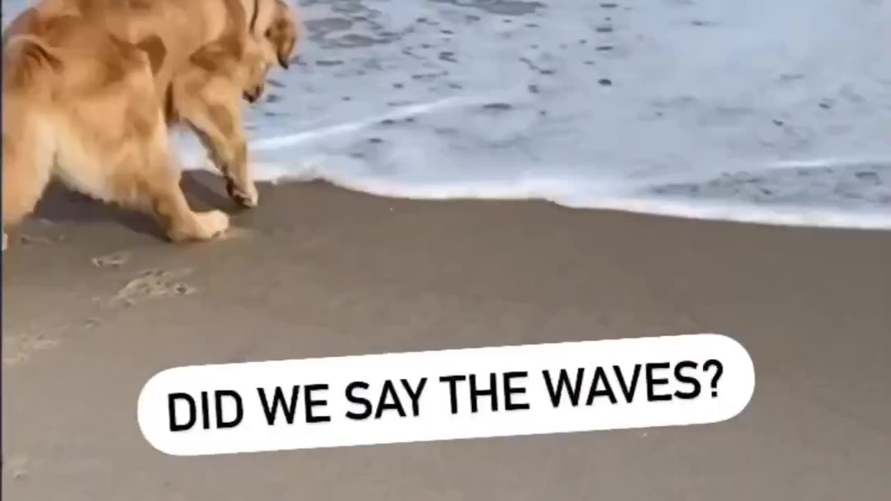 Golden Retriver at beach