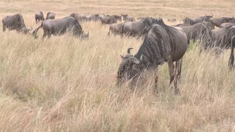 The greatest wild beast migration in Kenya maasai mara