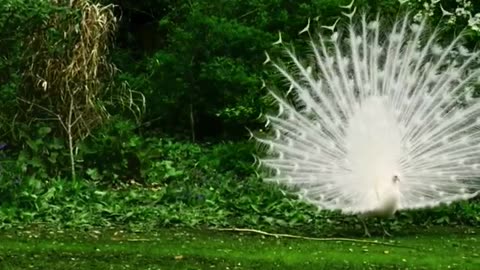 Peacock Dance Display - Peacocks Opening Feathers HD #youtubeshorts #viralshorts #peacock