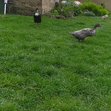 Indian Runner duck 🦆🧡🦆