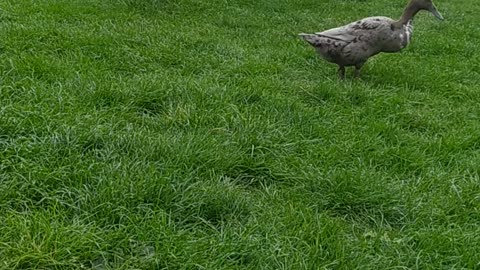 Indian Runner duck 🦆🧡🦆