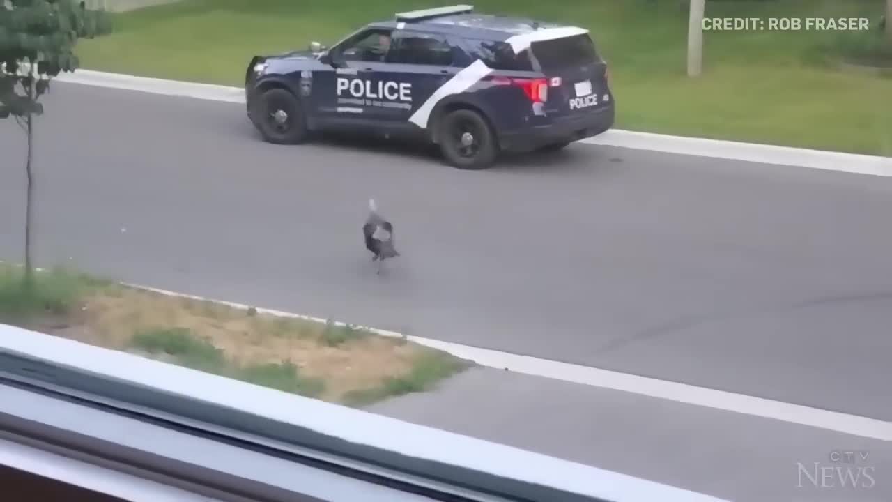 WATCH: Wild turkey faces off against Canadian police officer