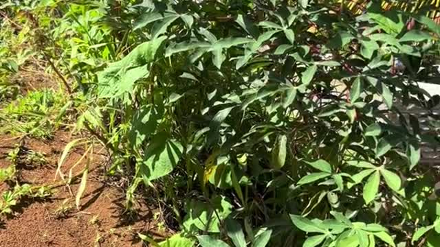 🇩🇲 Cassava Plant and Indigenous History