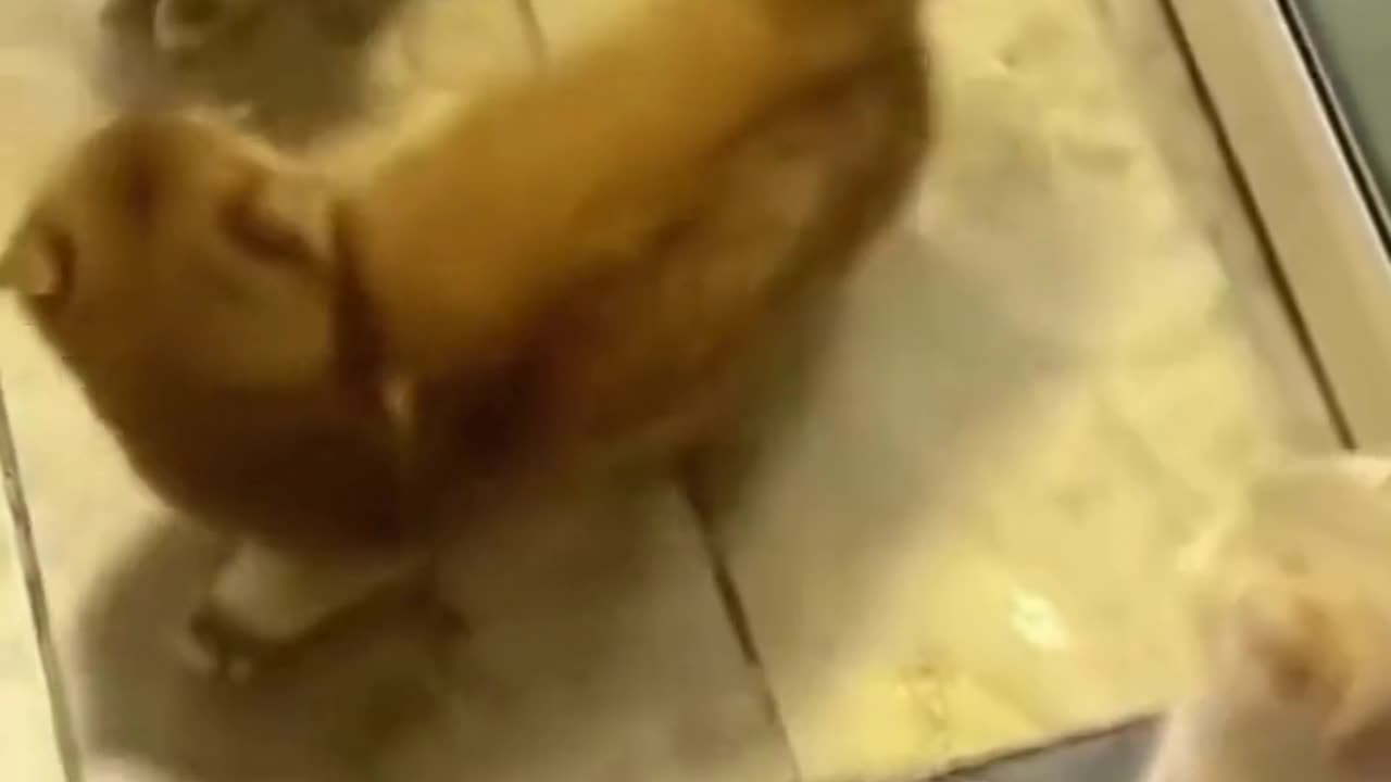 cats learn fighting skills from videos and are no longer afraid of their opponents