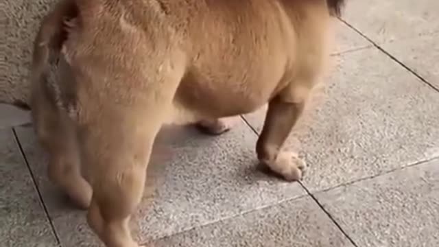 Cute dog with lion costume