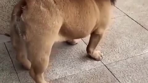 Cute dog with lion costume