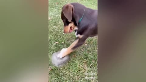 Scared Dog Reaction Funny Animals Videos