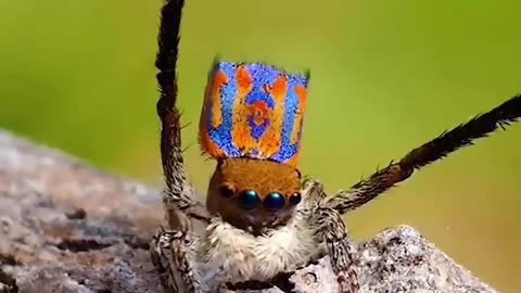 very favorite spider