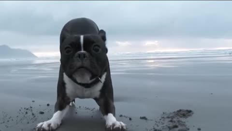 Best Funny Animal Videos Of The 2023 🤣 - Funniest Cats And Dogs Videos 😺😍