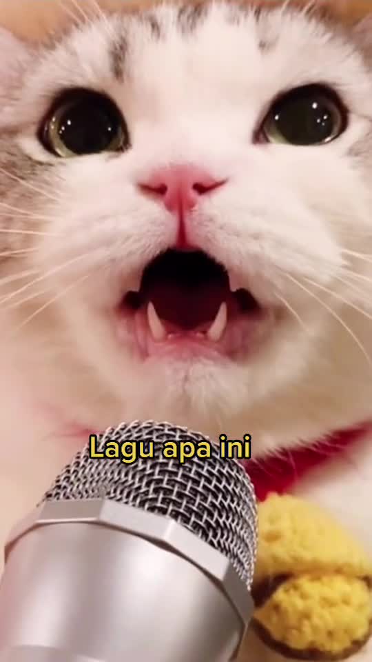 Cat animals funny cute 07