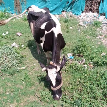 Cow Eating Grass