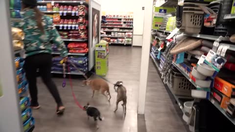 Buying my dogs everything they touch in supermarket