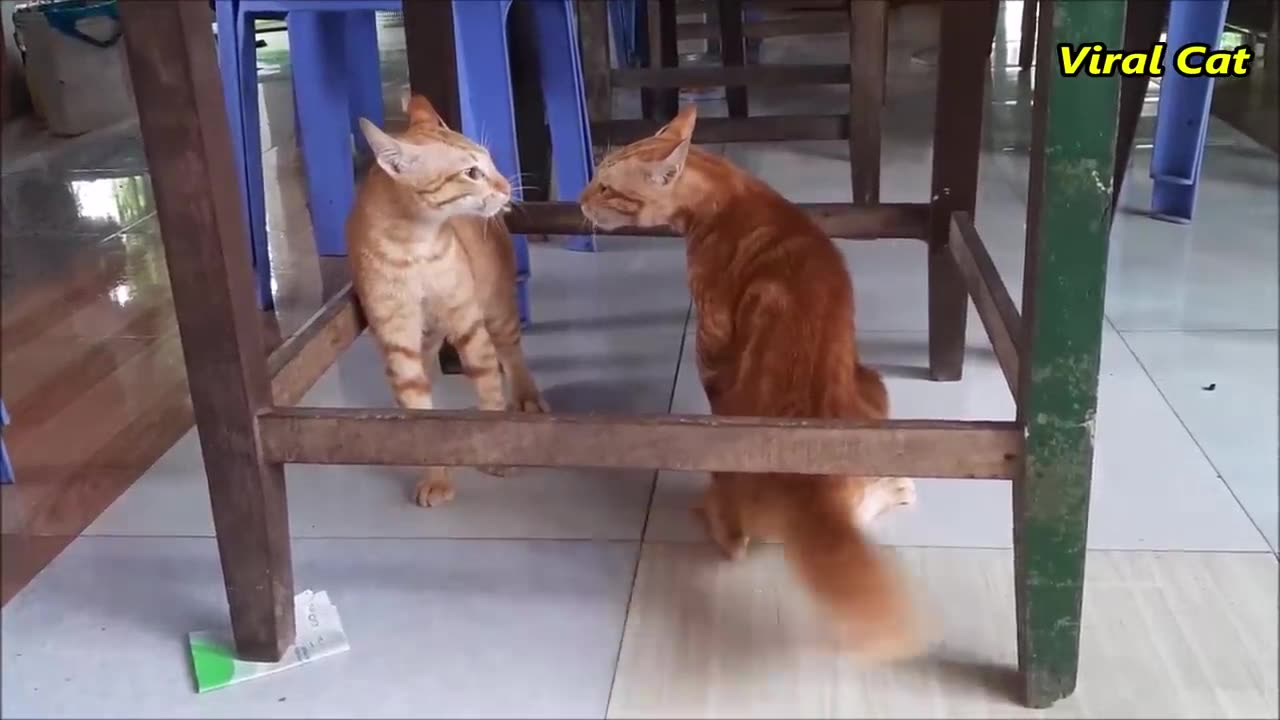 Cat Fighting and Meowing🤣