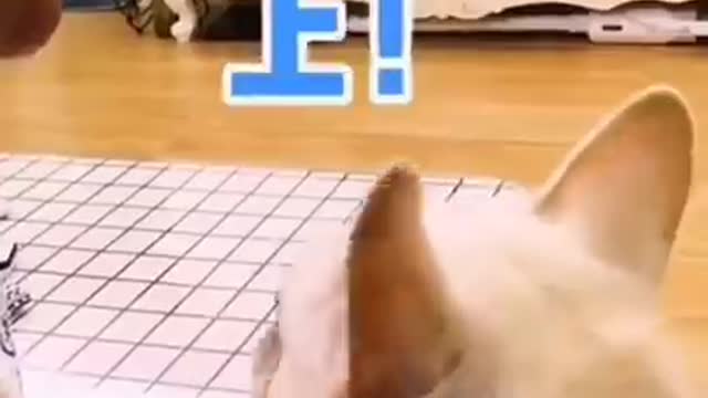 So funny cute ❤ dogs 🐶 and cats 🐱 part 35