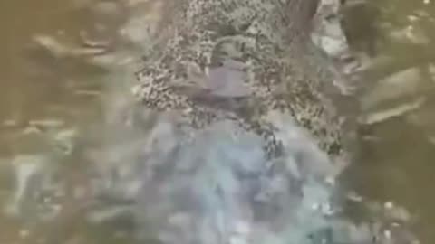 The Giant Chinese Salamander!