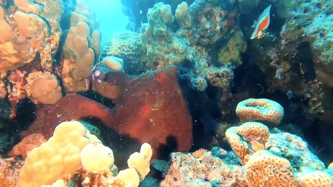 Beautiful jelly fish and amazing relaxing