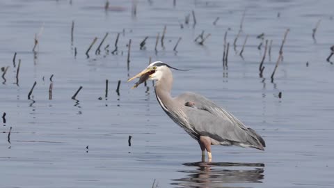 Heron fishing prowess