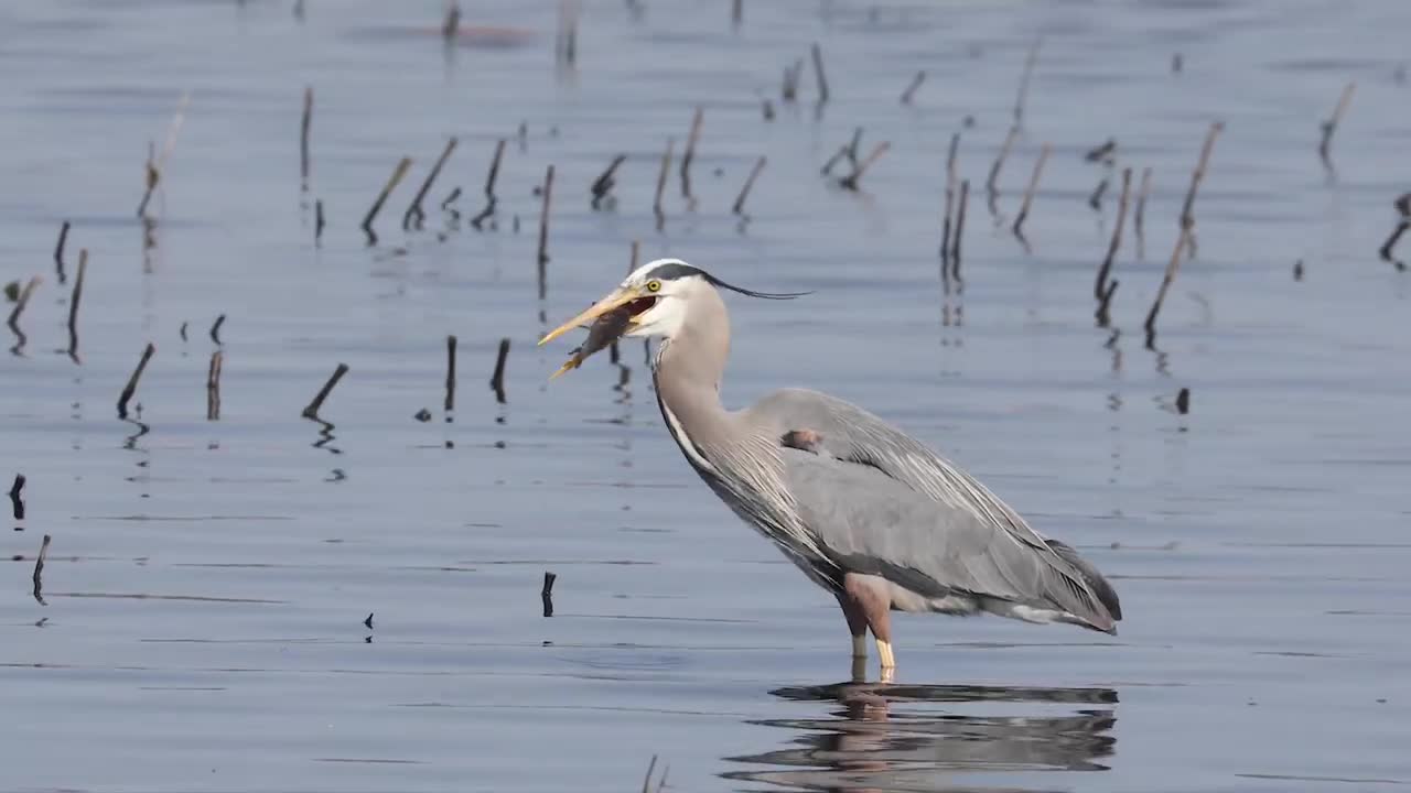 Heron fishing prowess