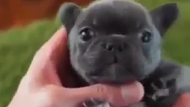 Cute dogs 💓 beautiful